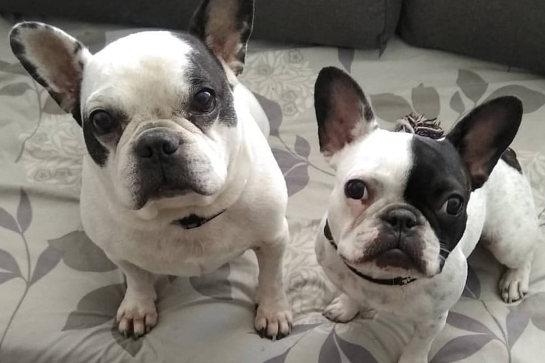 Capturing the Frenchie Piglet Energy