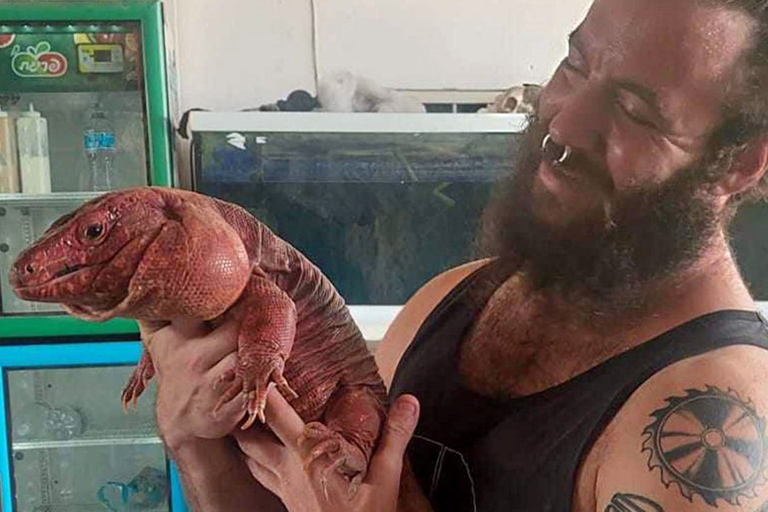 Buff Lizards and 140kg Rocks