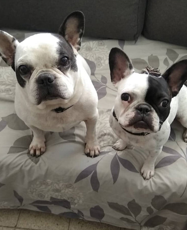 Frenchie Madness