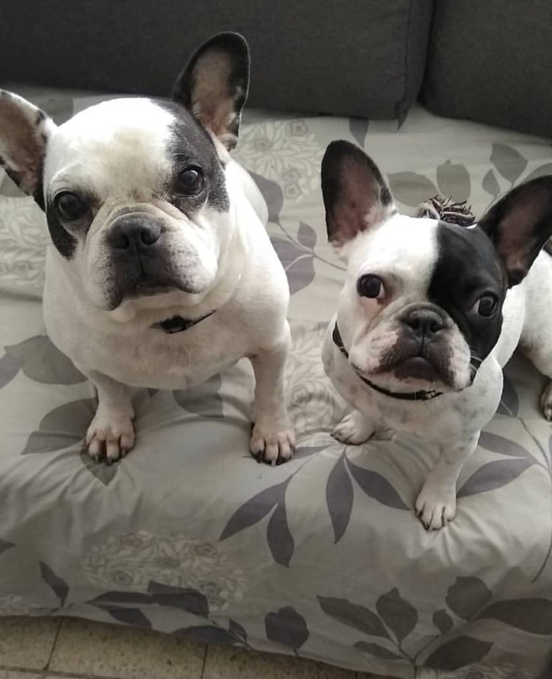 Frenchie Madness